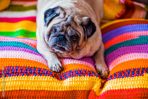 Cute pug lying on warm handmade colorful blanket at home. Champagne colored domestic dog enjoys warmth indoors in house on soft blanket. Heating season concept