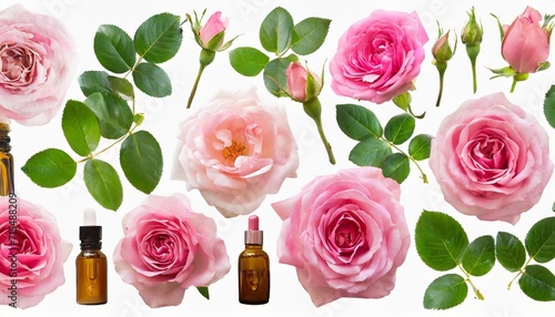 set collection of beautiful pink roses flowers buds and leaf isolated over a transparent background cut out floral perfume essential oil or garden design elements top view flat lay png