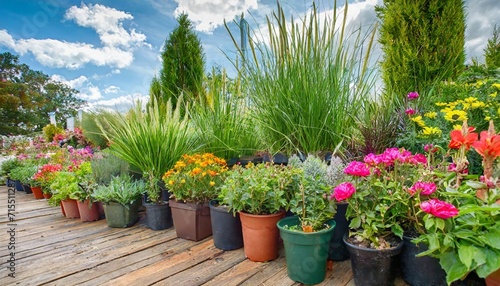 a plant nursery or garden center display of potted perennials and grasses with colorful flowers and foliage