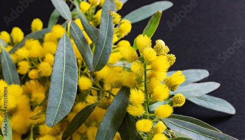 closeup of beautiful bright yellow wattle flowers with green grey leaves on a black background