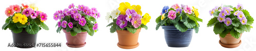 Assorted colorful primroses in flowerpots isolated on transparent background, signifying springtime or gardening concept