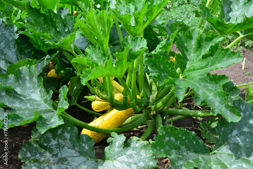 yellow zucchini growing in the garden isolated 