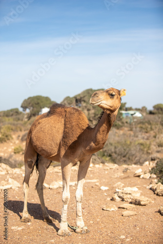 A dromedary between the bushes in Morocco