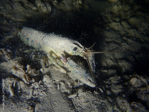 Crayfish in the lake of Biel, Switzerland