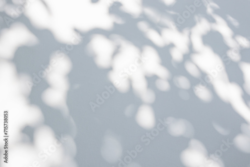 Abstract natural tree leaves shadow on white wall background