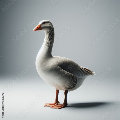 full body view of greylag goose alone 