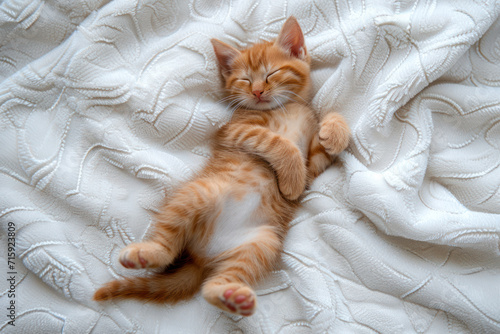 Cute little ginger kitten sleeps on its back on white soft blanket