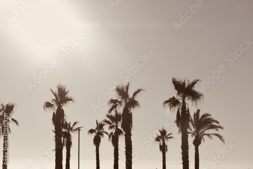 Palm trees on orange sunrise background.