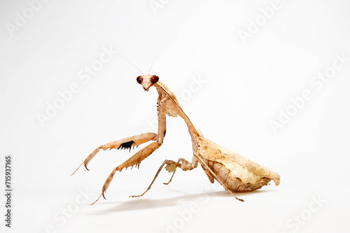 Weißes Totes Blatt - Gottesanbeterin // Dead leaf mantis (Deroplatys trigonodera) 