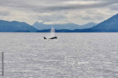 Killer whale on the surface off Haida Gwaii, BC, Canada