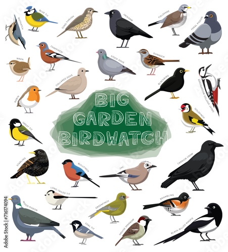 Bird Garden Birdwatch Species Set Cartoon Vector