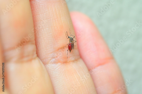 The mosquito is biting human's finger. Dangerous Malaria Infected Mosquito Skin Bite. People have to protect themselves from that insect.