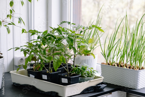 Seedlings of tomatoes, peppers and onions are grown on the windowsill in a white flower pot at home against the window background. Spring gardening. Fresh greenery. Eco cultivation of organic food