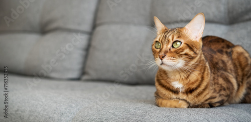 Bengal cat sits relaxed on the sofa at home.