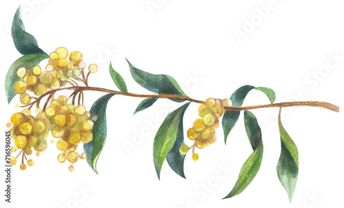 Golden Wattle (Acacia pycnantha) Watercolor hand drawing painted illustration.