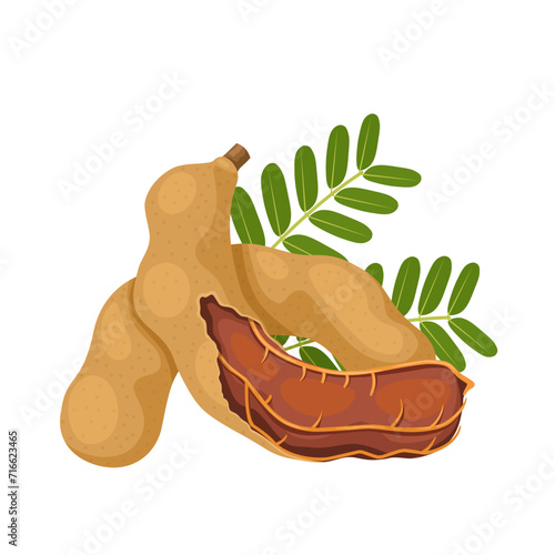 Vector illustration of tamarind or tamarindus indica, with green leaves, isolated on white background.