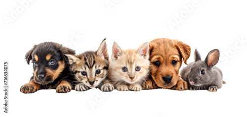 Cute pets domestic animals, puppies and kittens in a row isolated on white transparent, PNG