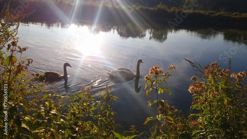 pareja de cisnes nadando en el rio isar en pleno verano, bayern alemania