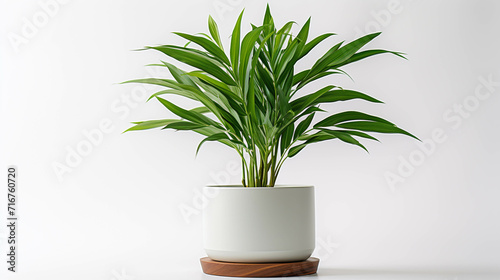 plant in a pot high definition(hd) photographic creative image