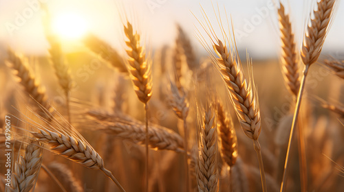 Wheat field and sunset,, Ears of golden wheat on the field at sunset Nature background