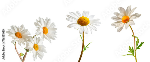Set of daisies isolated on white background