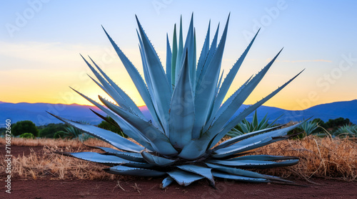 Blue agave farm plants in Southern Mexico Originate for Tequila Mezcal Pulque 