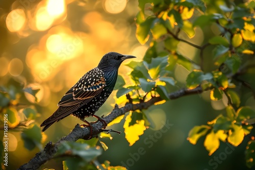 A mesmerizing close-up photograph showcasing the intricate details and vibrant plumage of a Starling, highlighting nature's artistic brilliance.