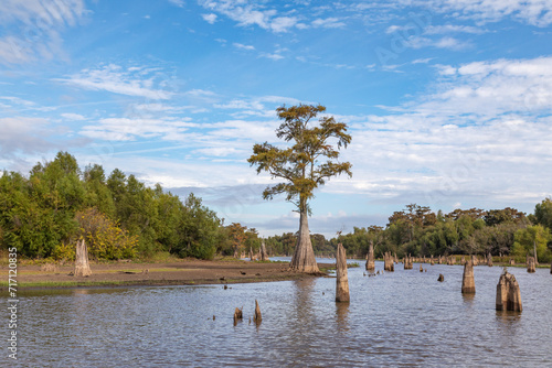 A Lone Tall Cypress Tree in the Atchafalaya Swamp, Louisiana, amidst a sea of Cypress Stumps Left After Logging Operations Long Ago