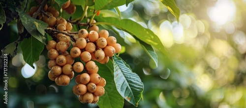 The Othalanga tree bears poisonous Cerbera odollam fruit.