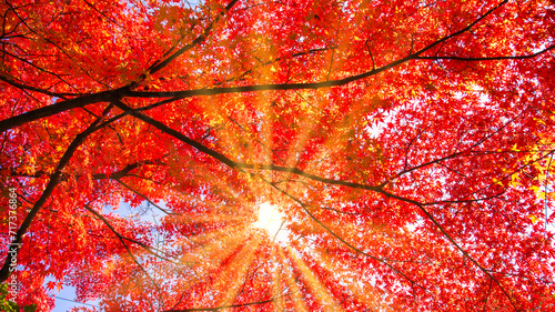 赤い紅葉の葉から差し込む木漏れ日