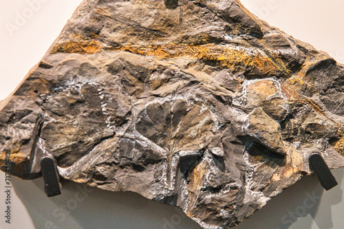 イチョウの化石