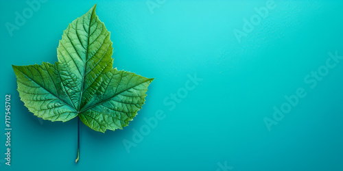 monotonous colored masters leaf on isolated monotonous background copy space background banner, generative ai