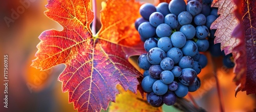 Autumn leaf and ripe Cabernet Sauvignon grapes in Napa Valley wine country, ready for harvest.