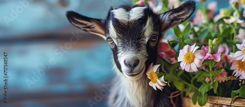 Little Nigerian pygmy goat baby on the field with flowers Farm animals. Copy space image. Place for adding text or design