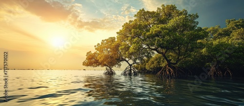 mangrove trees on shoreline conservation land from seawater abrasion. Copy space image. Place for adding text or design
