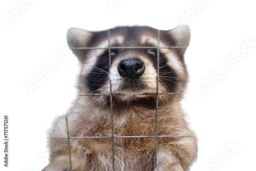 The raccoon in the cage looks sad and plaintively asks for food, isolated on a white background. Animal in the zoo behind the bars of the fence. Sad raccoon for grid wire in captivity