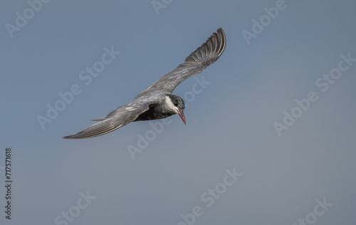 whiskered tern flying over the marsh 