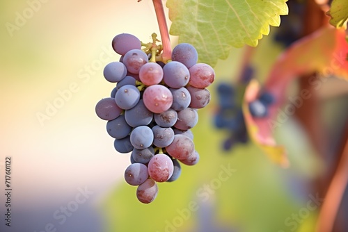 closeup of zinfandel grape cluster on the vine