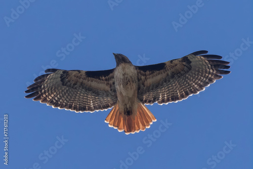 Red-tailed Hawk in Flight. Bay Area, California.