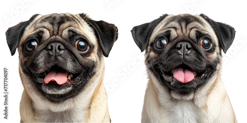 Cheerful Pug Dog Smiling Set Isolated on Transparent or White Background, PNG