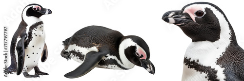 African penguin collection (portrait, lying, standing) isolated on a white background, animal bundle