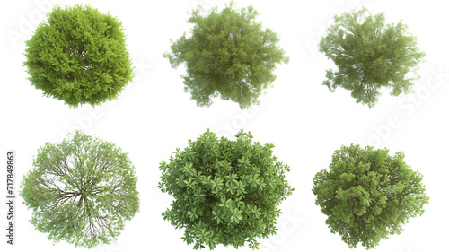 set of Mugworts,Salix purpurea,Myrtle trees rendered from the top view, isolated on transparent background.