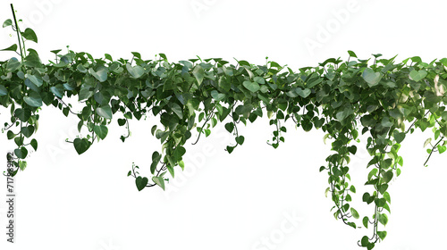 vine plant jungle, climbing isolated on white background.