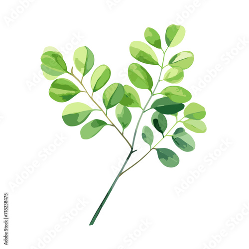 watercolor green moringa, vector moringa leaf, isolated on white background Watercolor moringa leaf,Green branch with leaves hand drawn watercolor illustration, vector moringa