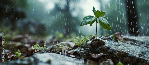 A rising young fresh plant, resiliently growing amidst heavy rain, symbolizes the arduous struggle for a new life, overcoming obstacles with tenacity.