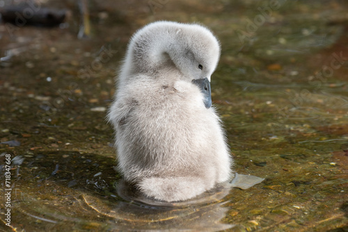 swan cygnet 