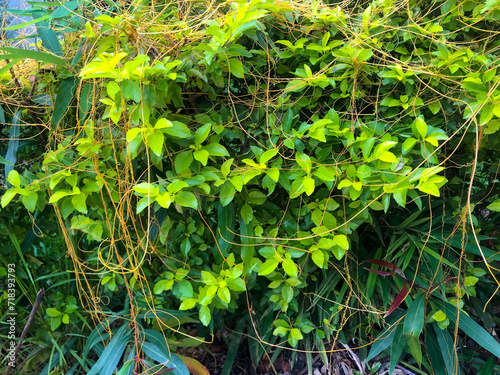 Yellow filaments like golden strands of egg yolk at the top of the green plant. They are parasitic plants called Cuscuta racemosa, known as lead vine, a vine native to Brazil. cipó-chumbo