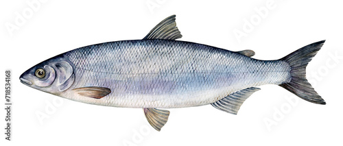 Watercolor common whitefish or European whitefish (Coregonus lavaretus). Hand drawn fish illustration isolated on white background.