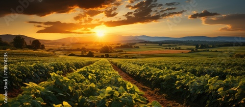 View of soybean farm in rural field at sunset