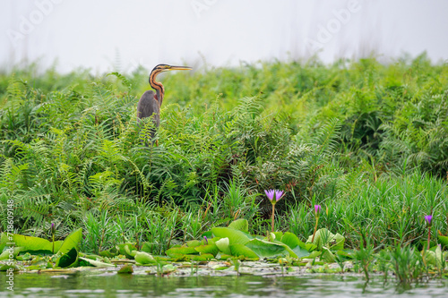 Goliath Heron perched in vegetation, Mabamba Mbamba Swamp, Uganda.